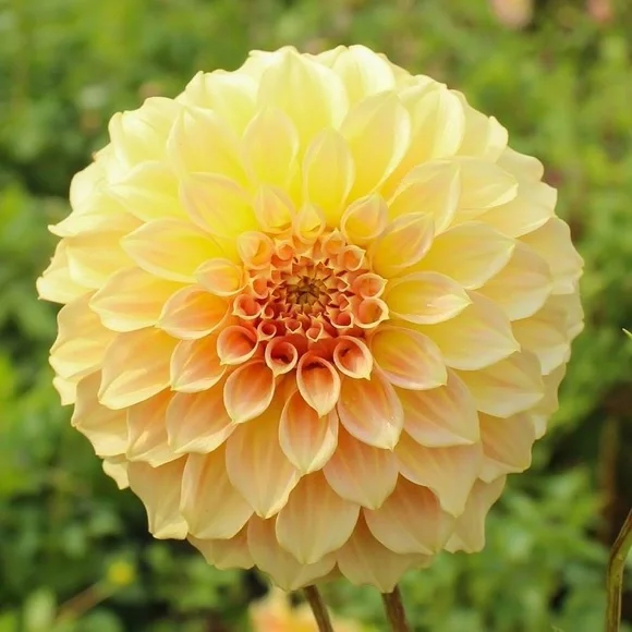 SPORTSCRAFT Flower Print Cotton Blue Skirt. Casual, Street Wear NWOT - Picture 4 of 8